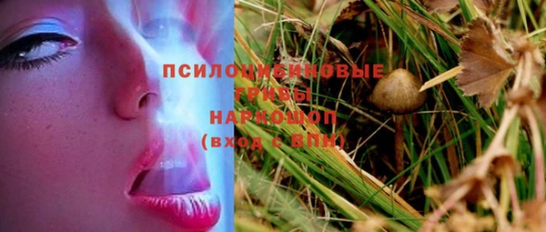 сатива Горняк